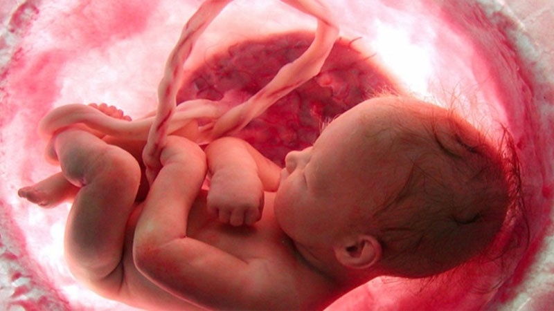 नया सवेराः विश्व विख्यात भ्रूणशास्त्री प्रोफेसर 