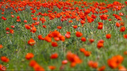 Иран: Естахргаһ ауылы