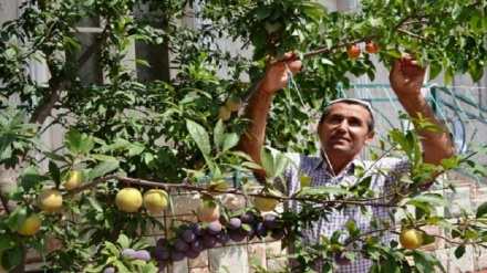 Олтиариқда бир дарахтдан 18 хил мева олинмоқда (фото)