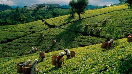 Sri Lanka planning to settle Iran’s oil dues with tea