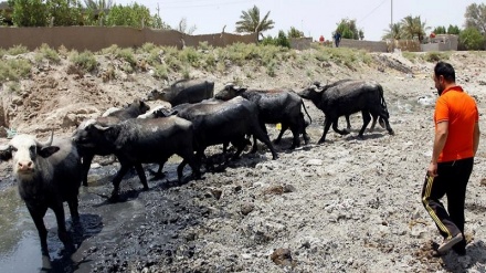 Um terço do gado do sul do Iraque morto, resultado da seca 