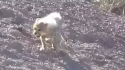 Iran: mamma Ghepardo e quattro cuccioli avvistati in area protetta Turan (VIDEO)  