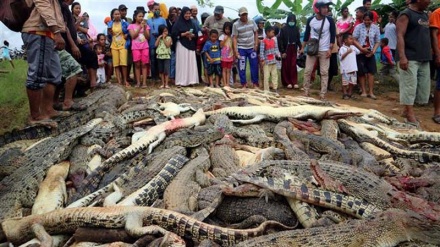 Indonesians kill 292 crocodiles in revenge attack