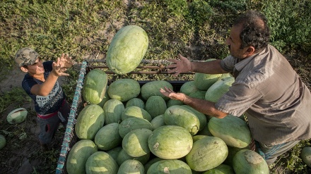 Frutas y flores de Irán 23