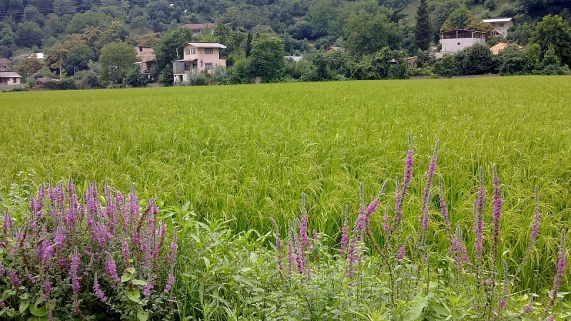 দেখব ঘুরে ইরান এবার: সারির প্রাকৃতিক সৌন্দর্য