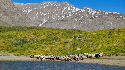 コフギールーイェ・ブーイェルアフマド州デナー保護区 （日本語のナレーション付）