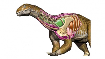 Argentina, scoperti resti di uno dei primi giganti del passato