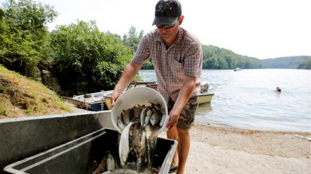 European heat wave kills ton of Swiss fish