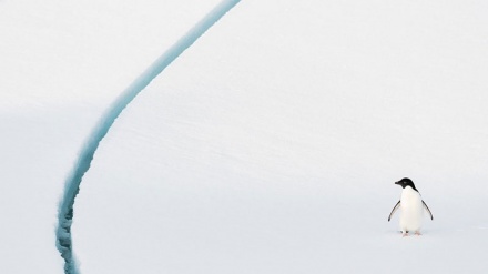 Антарктидадан олинган расмлар. (СУРАТЛАР)