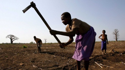 Setor agrícola de Moçambique cresceu 5% no 1.º semestre deste ano