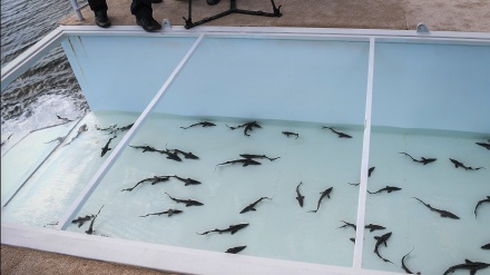 Ostoro moyəvonəti idorə rəyis: 1milyon moyə balə bə Çıləvandi ru vadoə bıə