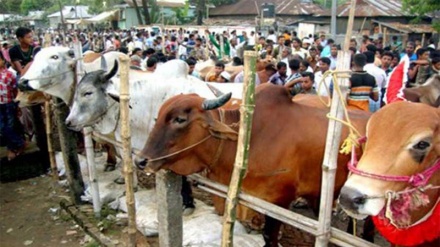 পশুর হাটে অতিরিক্ত হাসিল নিলে কঠোর ব্যবস্থা- র‍্যাব: জালনোটের বিরুদ্ধে হুঁশিয়ারি আইজিপির