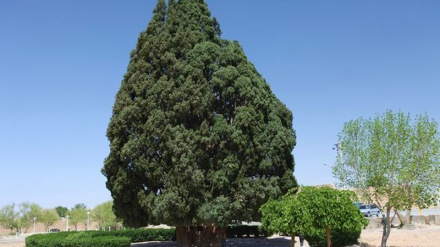Mengenal Pohon Tertua Kedua di Dunia 