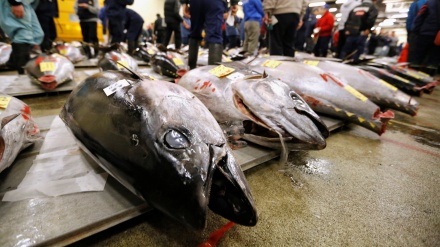 福島県沖の魚から基準値を超える放射性物質検出