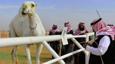 サウジアラビアで、ラクダの美容整形手術市場が白熱