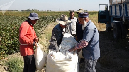 90 درصد از پنبه تاجیکستان خام فروشی می شود