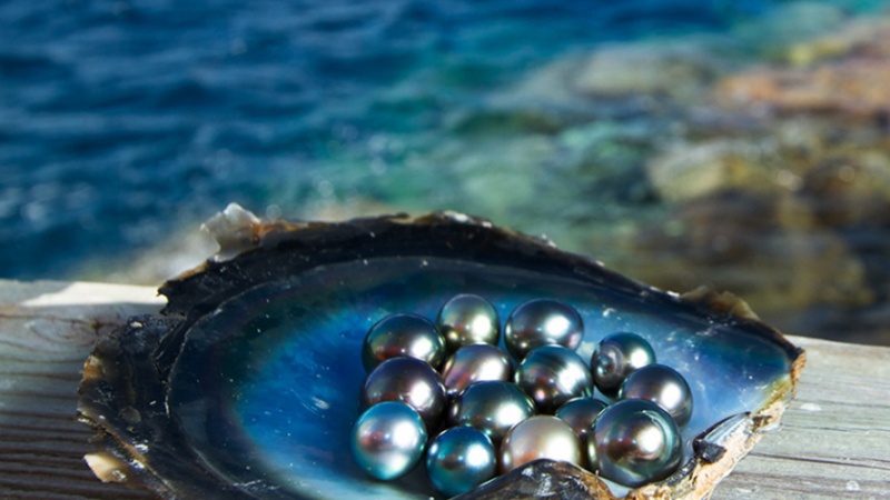 ペルシャ湾で産する真珠