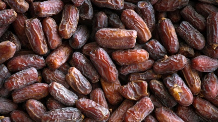 Fotos: Cosecha de dátiles en Irán