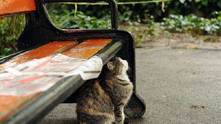 イランで今年初の秋雨（画像あり）