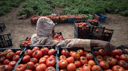 イランは、パキスタンの夏野菜の供給源