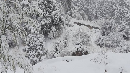 Ўзбекистонда биринчи қор ёғди - фото