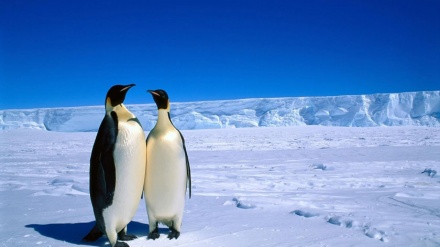 南極で、世界戦争が展開