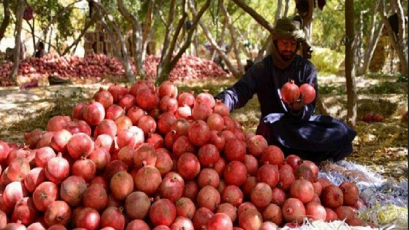 میوه تازه افغانستان به بازارهای ایران، ازبکستان و قزاقستان می‌رود
