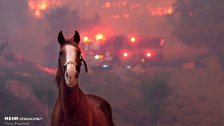 Shpëtimi i kafshëve nga 