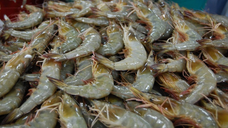 Udang