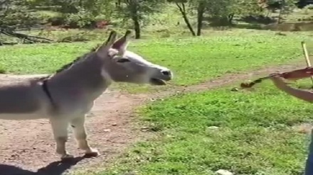 音楽に合わせて歌うロバ（動画）