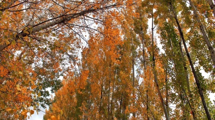 イラン中部イスファハーン州セミーロム地区　秋の自然の美（写真）