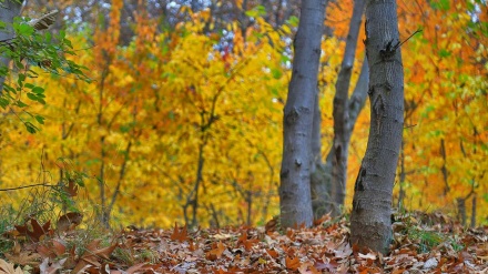 イランの秋の自然の美；中部マルキャズィ州ハンダーブ　(動画）