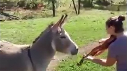 Keledai Ini Senang dengan Suara Biola dan Bernyanyi