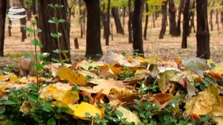 Борон, ки меборад! 