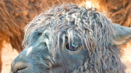 Dai lama un vaccino-jolly contro l'influenza