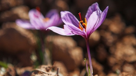 イラン東部で、サフランの収穫・加工が開始(写真）