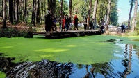 イラン北部ギーラーン州サラーヴァーン　樹林と湖の幻想的な風景