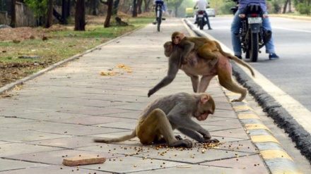 インドで、街中でのサルの被害が相次ぐ （動画）