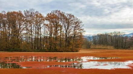 Musim Gugur di Gilan (1)