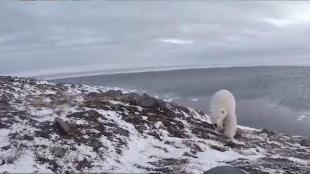 Шижоатли фотограф жуда қизиқувчан айиқни видеога олди (видео)