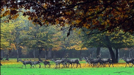 Turismo de Irán: El otoño en el Bosque Golestán, norte (Fotos)