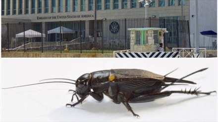Los ataques sónicos denunciados por EEUU contra Cuba eran grillos