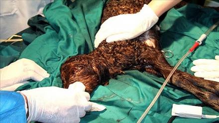 Dazzling breakthroughs, 40 years after the victory of the Islamic Revolution (7)