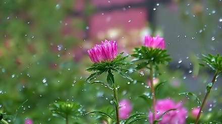 “Садои борону  баҳор”