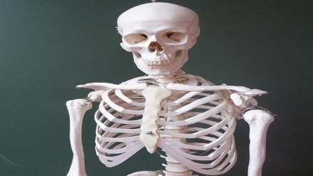 Анатомия человека,кости скелета /видео/