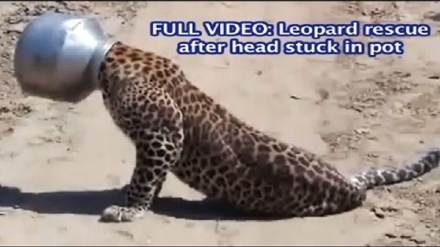 Леопардни  нажот бериш (видео)