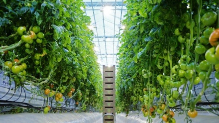 Оғози сохти гулхонаҳои нав аз сӯйи ширкати Кореяи Ҷанубӣ дар вилояти Суғд