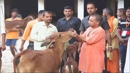 গরু সুরক্ষায় বিল আনছে অসমের বিজেপি সরকার, বিশ্লেষকের প্রতিক্রিয়া   