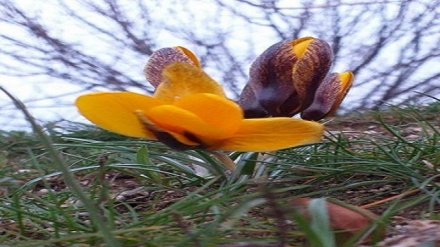 Самарқандда қор ва баҳор (фотожамланма)