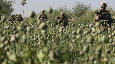 Iran Sambut Larangan Penanaman dan Perdagangan Narkotika di Afghanistan